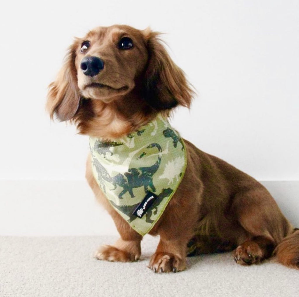 Dinosaur dog bandana on a dachshund