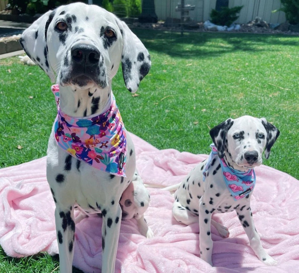 Flower dog bandana on a dalmatian