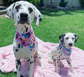 Flower dog bandana on a dalmatian