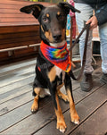 Rainbow tie dye dog bandana on a kelpie