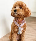 Velvet Harness