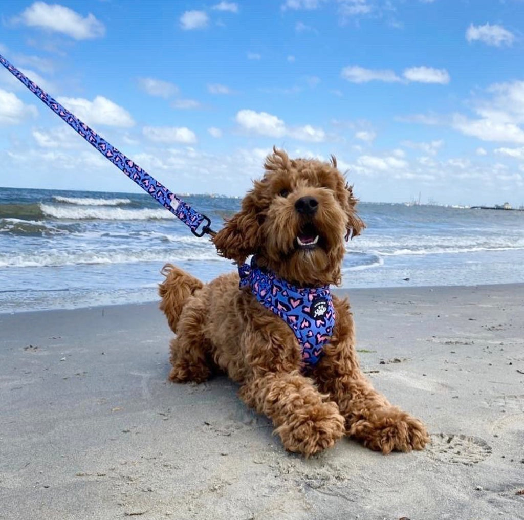 Wild Heart Harness