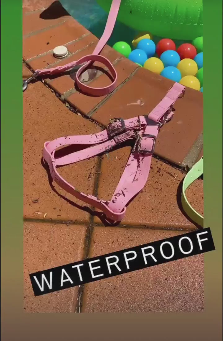 Splash Walk Set (Harness + Lead + Collar)