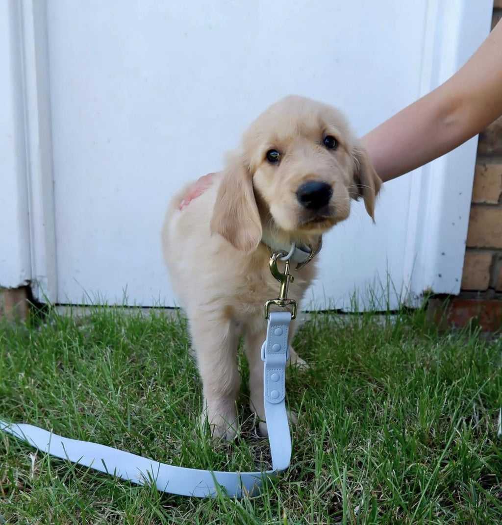 Splash Lead